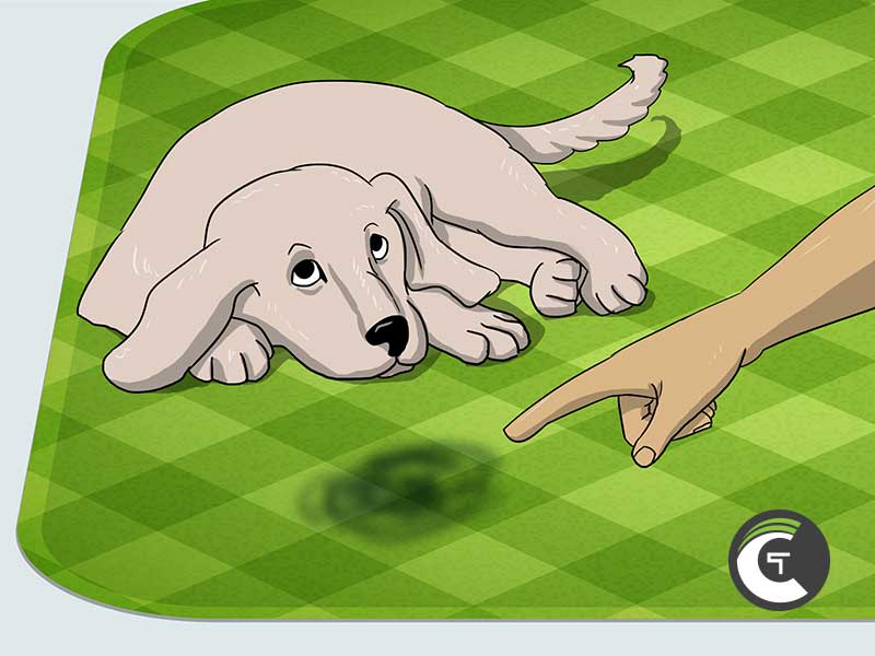 dog-urinated-on-carpet